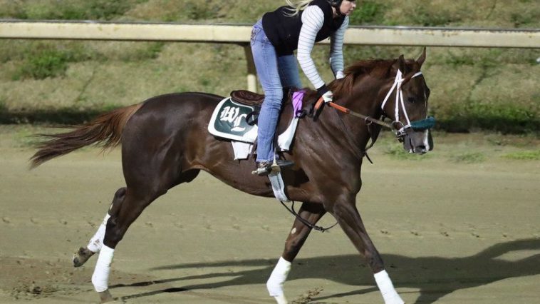 Why Secret Oath Can Be A Surprise Contender For The Preakness Stakes